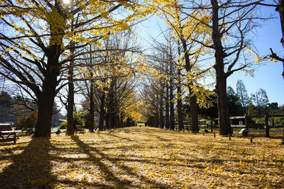 Trees on landscape during autumn