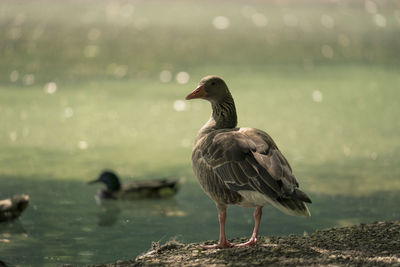 Close-up of greylag goose on lakeshore