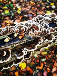 Close-up of mushrooms growing on field