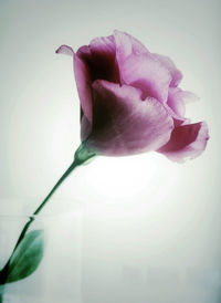 Close-up of pink rose against white background