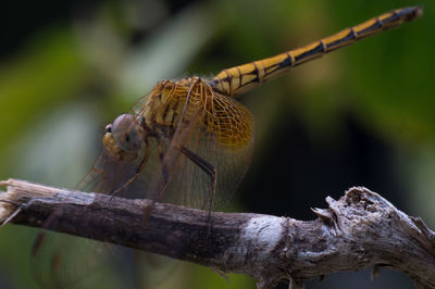 Close-up of butterfly on branch