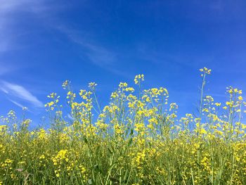 Yellow flowers in field against blue sky