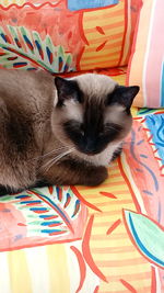 Close-up of cat relaxing on bed at home