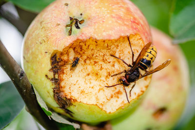 Close-up of insect