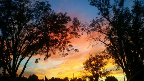 Silhouette of trees at sunset