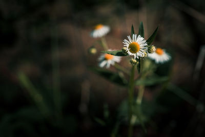 Close-up of white flowers blooming outdoors