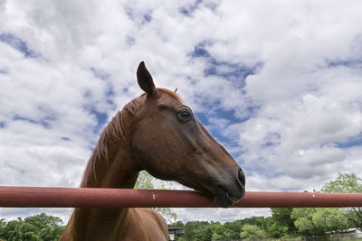 Low angle view of a horse against cloudy sky
