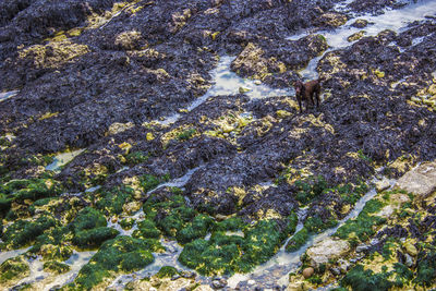 Dog on rocky seashore