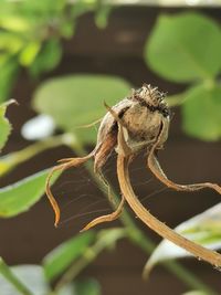 Close-up of insect on leaf