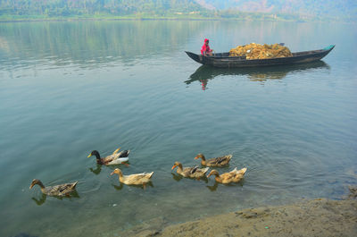 High angle view of ducks swimming on lake