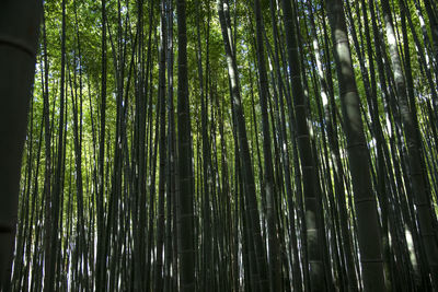 Low angle view of bamboo trees in forest