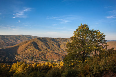 Green tree in the rays of the rising sun against the background of mountain hills. autumn landscape