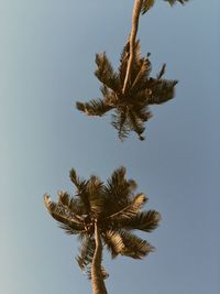 Low angle view of coconut palm tree against clear sky