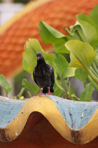 Close-up of bird perching on potted plant