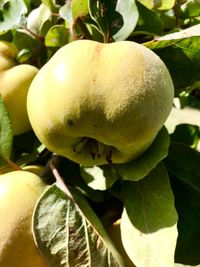 Close-up of fruit growing on plant