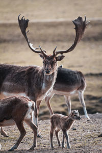 Deer standing in a field