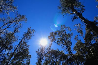 Low angle view of trees against blue sky