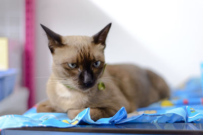 Portrait of cat relaxing on bed at home