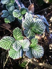 High angle view of green leaves on field
