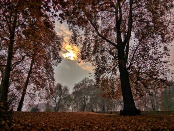 Trees on field against sky at sunset