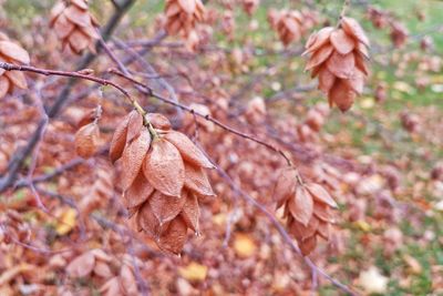 Close-up of dry leaves on land