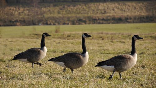 Canada geese on field