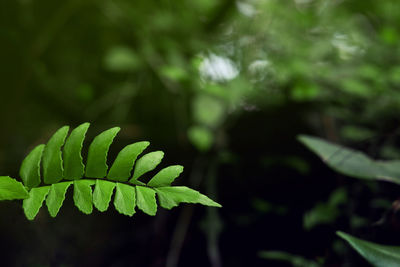 Close-up of fresh green leaf