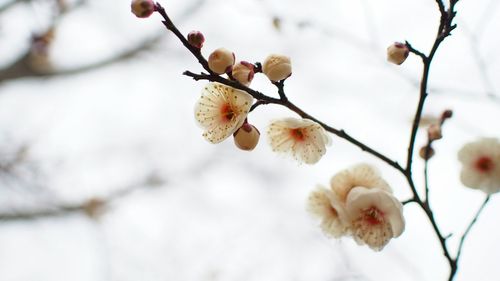 Close-up of cherry blossoms