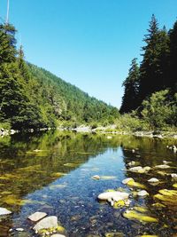 Scenic view of lake in forest against clear sky