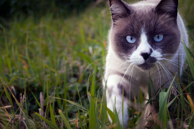 Beautiful seal point cat walking among the grass. hunting cat