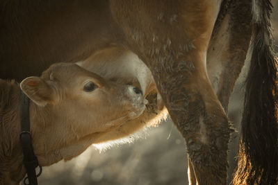 Close-up of animal eating