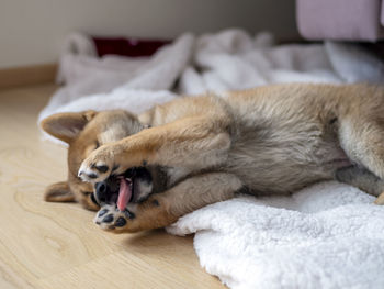 Close-up of dog sleeping on bed at home