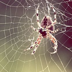 Close-up of spider web