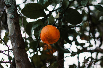 Low angle view of orange fruits on tree