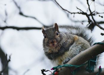 Close-up of squirrel on bare tree