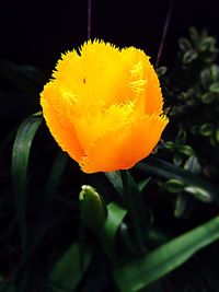 Close-up of yellow flower blooming outdoors