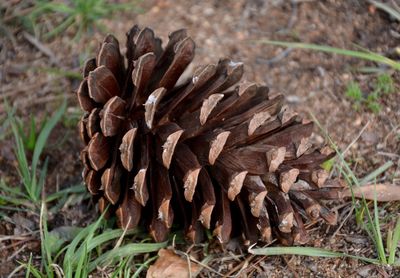 Close-up of pine cone in forest