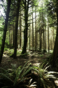 Trees in forest