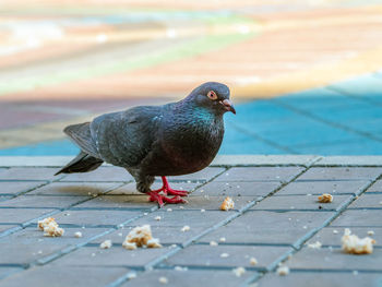 Dove is eating a piece of bread on the sett pavement.