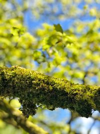 Close-up of lichen on branch