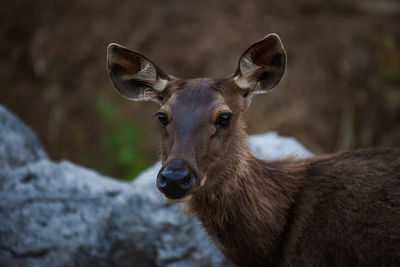 Close-up of deer