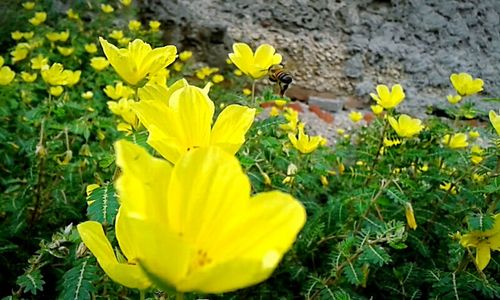 Close-up of yellow flower blooming in field