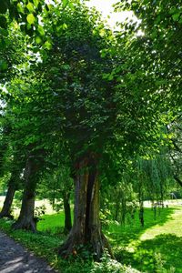 Trees in park