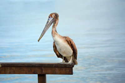 A pelican on ventura pier