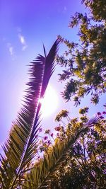 Low angle view of palm tree against sky