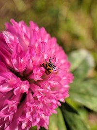 Close-up of butterfly pollinating on pink flower