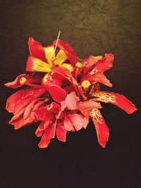 Close-up of red flowers