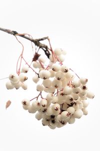 Close-up of white background