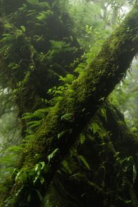 Close-up of moss growing on tree trunk