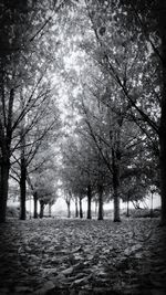 Trees in park against sky